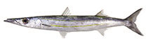 Image of Sphyraena stellata (Yellow-striped barracuda)