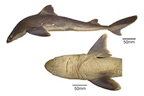 Image of Squalus lobularis (Atlantic lobefin dogfish)