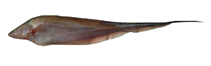 Image of Sternopygus arenatus 