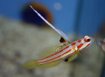 Image of Stonogobiops yasha (Orange-striped shrimpgoby)