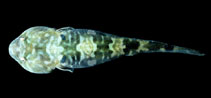 Image of Tomicodon boehlkei (Cortez clingfish)