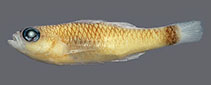 Image of Trimma abyssum (Abyssal pygmygoby)