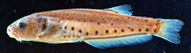 Image of Trichogenes claviger 