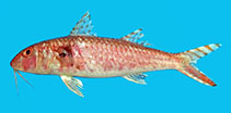 Image of Upeneus floros (Floros goatfish)