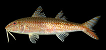 Image of Upeneus itoui (Oriental Goatfish)