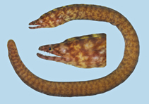 Image of Uropterygius nagoensis (Nago snakemoray)